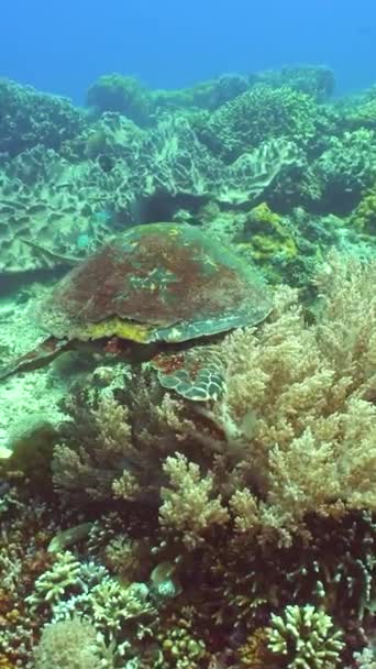 Żółw Morski Pod Wodą Rafa Koralowa Tropikalna Ryby Podwodne — Wideo stockowe