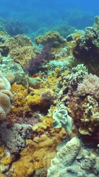 Тропический Коралловый Риф Рыбами Твердыми Мягкими Кораллами — стоковое видео