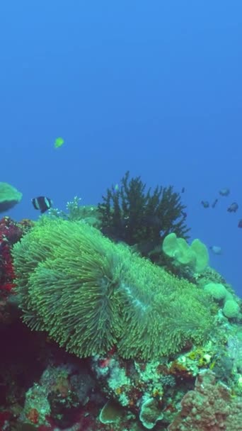Tropikal Balıklar Mercan Resifleri Dalgıçlık Yapıyor Mercanlar Balıklarla Dolu Güzel — Stok video