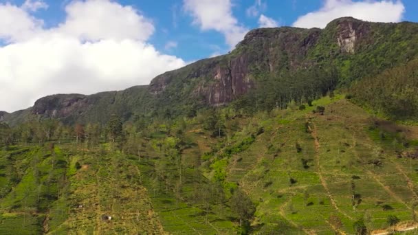 青茶种植园映衬着蓝天和群山中的云彩 茶园景观 Maskeliya 斯里兰卡 — 图库视频影像