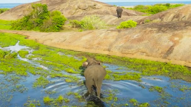 Aerial View Elephant Tropical Vegetation Wetlands Arugam Bay Sri Lanka — Stok video