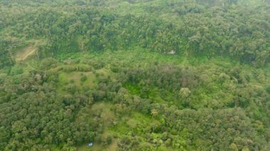 Sumatra, Endonezya 'da yağmur ormanları ve ormanlar. Tropikal manzara.