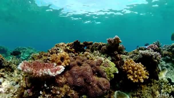 Коралловый Риф Тропические Рыбы Подводный Мир — стоковое видео
