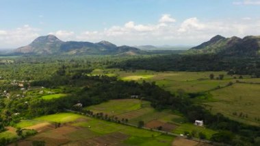 Aerial drone of Agricultural land and rice fields in the countryside. Farmers land surrounded by jungle. Sri Lanka.