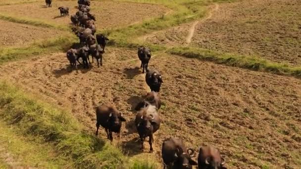 Buffaloes Farmland Rural Areas Sri Lanka Sri Lanka — 비디오