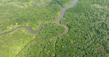 Borneo adasındaki mangrov ve yağmur ormanlarının havadan görünüşü. Malezya.