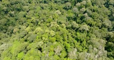 Borneo adasındaki tropik ormanlar ve ağaçlar. Evergreen ormanı. Malezya.