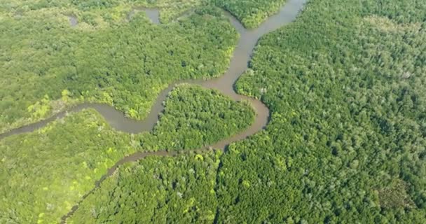 婆罗洲岛上红树林和热带雨林的空中景观 马来西亚 — 图库视频影像