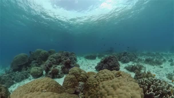 Belo Mundo Subaquático Com Recifes Coral Peixes Tropicais Filipinas Conceito — Vídeo de Stock