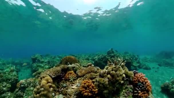 Barriera Corallina Tropicale Con Pesci Coralli Duri Molli — Video Stock