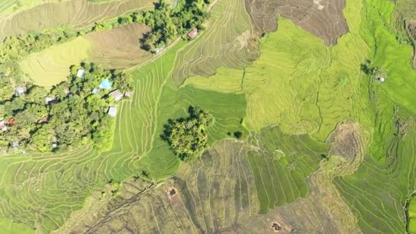 农村有稻田的农场 Negros 菲律宾 — 图库视频影像