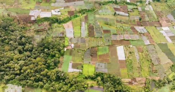Lahan Pertanian Dengan Lahan Hijau Ditabur Pedesaan Kayu Aro Indonesia — Stok Video