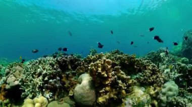 Tropical colourful underwater seascape.The underwater world with colored fish and a coral reef.