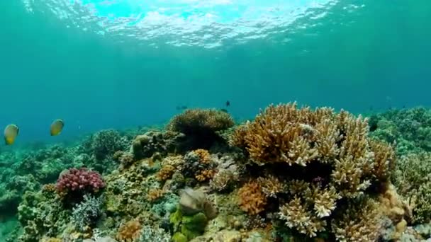 Tropikalna Podwodna Rafa Kolorowa Tropikalne Podwodne Ryby Morskie — Wideo stockowe