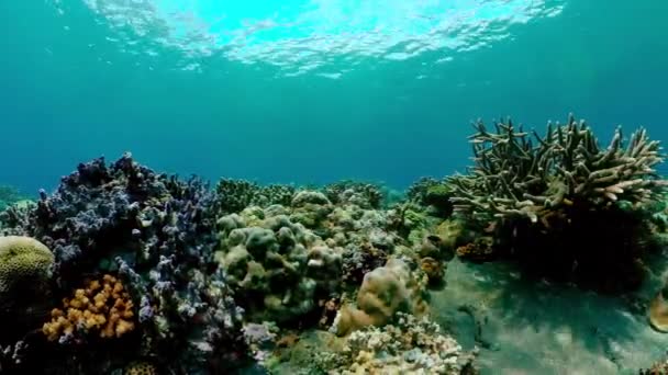 Błękitna Woda Morska Tropikalne Ryby Tropikalne Podwodne Ryby Morskie — Wideo stockowe