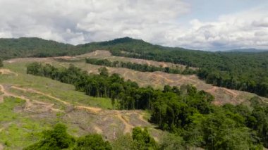 Yağmur ormanları, yağ palmiyelerine yol açmak için kesildi. Ormanların yok edilmesi. Orman ormanı çevresel yıkım. Borneo, Malezya.