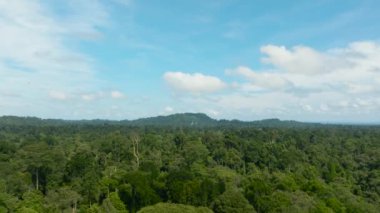Tropiklerdeki orman ve yağmur ormanlarının havadan görünüşü. Borneo, Malezya.