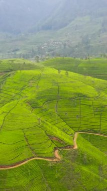 Tea estate landscape, Sri Lanka. Landscape with green fields of tea.