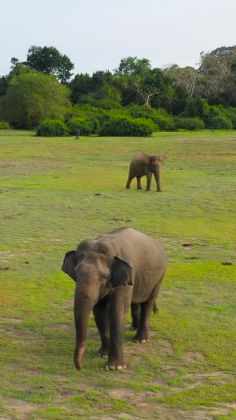 Widok Lotu Ptaka Słonia Jej Słonia Środowisku Naturalnym Wśród Tropikalnej — Wideo stockowe