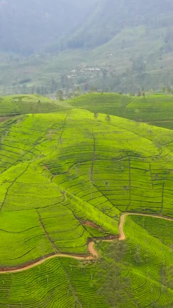 Ландшафт Чайной Усадьбы Шри Ланка Пейзаж Зелеными Полями Чая — стоковое видео