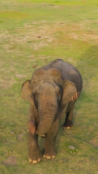 Aerial View Elephant Sri Lanka National Park Sunset — Wideo stockowe