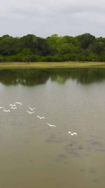 Veduta Aerea Del Lago Con Uccelli Nel Parco Nazionale Dello — Video Stock