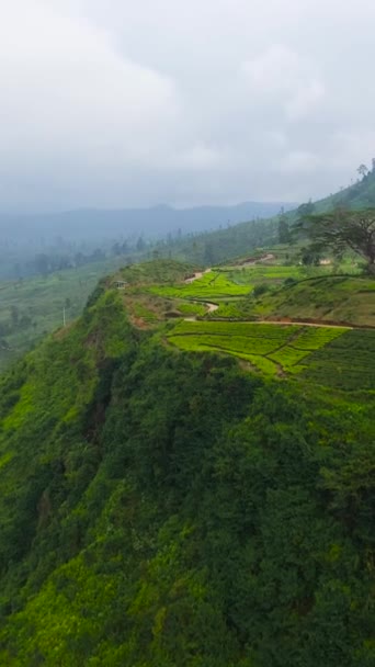 Tea Plantations Hillsides Mountains Sri Lanka Tea Estate Landscape — Video Stock
