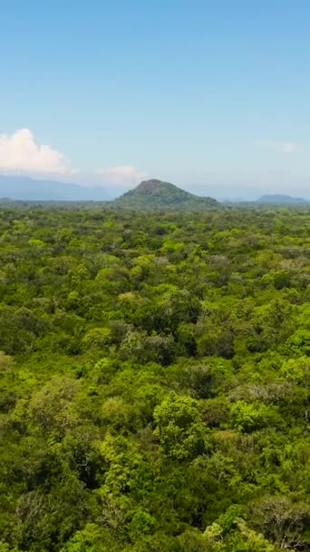 Luchtdrone Van Jungle Met Tropische Vegetatie Nationale Parken Van Sri — Stockvideo