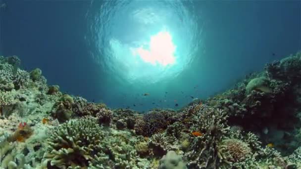 熱帯魚サンゴ Marine Reef 海中熱帯生命体 熱帯の水中魚 水中魚礁海洋 熱帯のカラフルな水中の海の風景 フィリピン — ストック動画