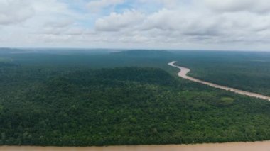 Kinabatangan nehrinin tropikal yağmur ormanlarındaki bitki ve ormanlardaki insansız hava aracı. Borneo. Malezya.