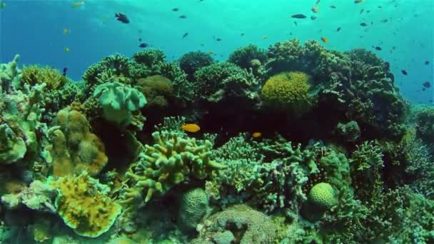 Podwodna Rafa Ogrodowa Ryb Scena Koralami Rafowymi Przylądek Pod Wodą — Wideo stockowe