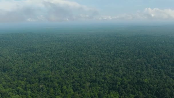 Borneo Adasının Insansız Hava Aracı Yağmur Ormanları Ormanla Kaplıdır Malezya — Stok video