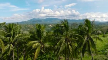 Palmiye ağaçlarının arasından dağların geçtiği tropikal manzaranın havadan görünüşü. Zenciler, Filipinler