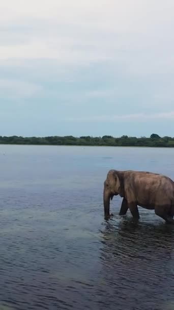 Widok Lotu Ptaka Słonia Środowisku Naturalnym Dzikie Zwierzęta Zatoka Arugam — Wideo stockowe