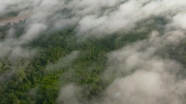 Yağmur ormanlarının arasındaki nehrin ve bulutların arasındaki ormanın havadan görünüşü. Borneo, Malezya.