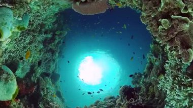 Deniz, mercan resifinin yakınında dalış. Suyun altındaki canlı mercan resiflerinde güzel renkli tropikal balıklar. Panglao, Bohol, Filipinler.