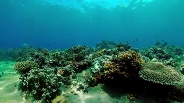 Tropikalne Ryby Rafie Koralowej Scena Podwodna — Wideo stockowe