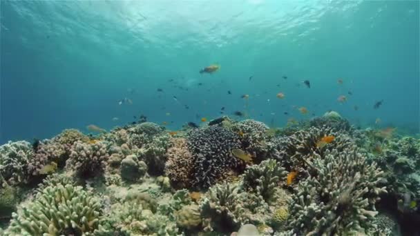 Jardin Corail Paysage Marin Monde Sous Marin Récifs Coralliens Tropicaux — Video
