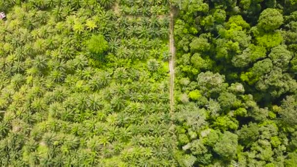 Plantacje Palm Olejowych Lasów Deszczowych Osiedle Oleju Palmowego Borneo Malezja — Wideo stockowe