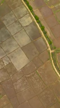 Pirinç tarlalarının ve tarım arazilerinin en iyi manzarası. Sri Lanka.