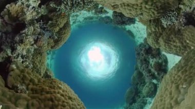 Tropikal balıklar ve mercan resifleri, sualtı görüntüleri. Suyun altında deniz manzarası. Filipinler.