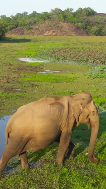 Widok Lotu Ptaka Słonia Rezerwacie Parku Narodowego Dzikie Zwierzęta Sri — Wideo stockowe