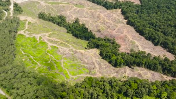 Vista Aérea Deforestación Para Dar Paso Plantaciones Palma Aceitera Malasia — Vídeo de stock