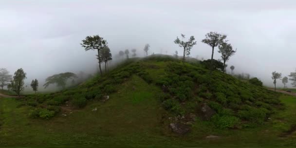 Mountain Landscape Tea Estate Sri Lanka 360 Panorama — Vídeo de Stock