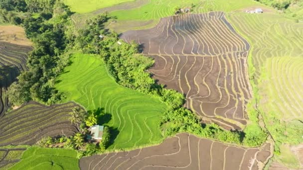 农村稻田和农田的俯瞰 Negros 菲律宾 — 图库视频影像