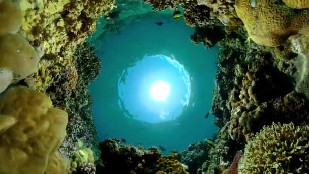 Rif Marine Onderwater Scene Tropische Onderzeese Vissen — Stockvideo