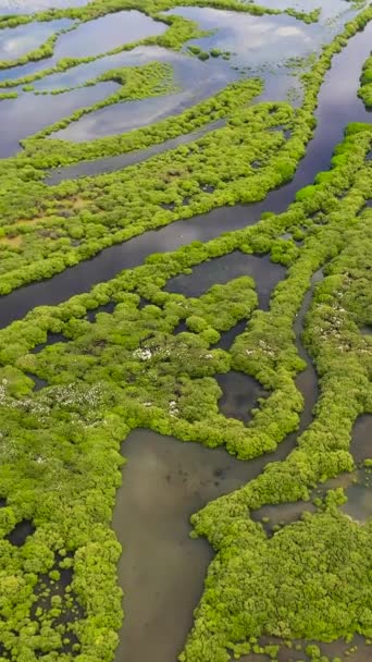Aerial Drone Mangrove Forest Wetland Sri Lanka — Stock videók