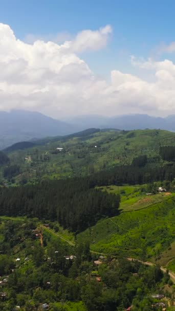 Vue Dessus Des Collines Des Montagnes Avec Des Plantations Thé — Video