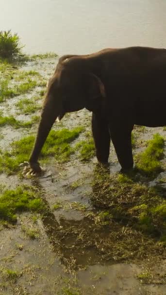 Vista Aérea Del Elefante Orilla Río Hábitat Natural Come Hierba — Vídeo de stock
