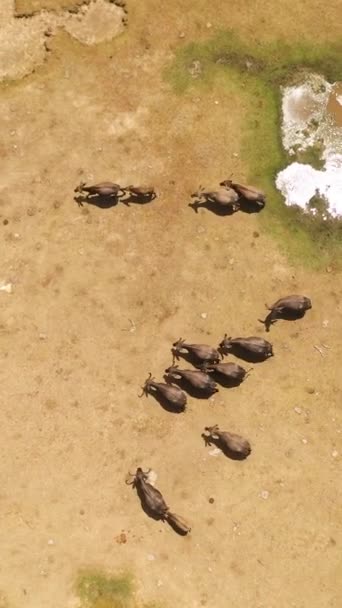 Buffaloes Wild Sri Lanka Wild Animals Sri Lanka — Wideo stockowe